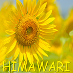 HIMAWARI